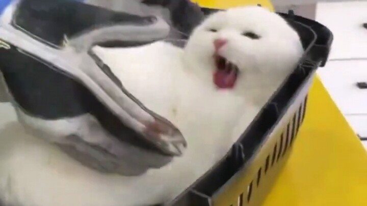 Kitten getting an injection