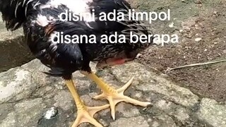 ayam salah pergaulan