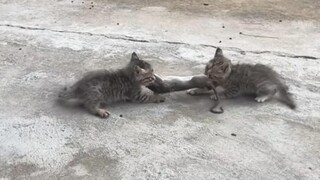 猫：通知家鼠吧！
