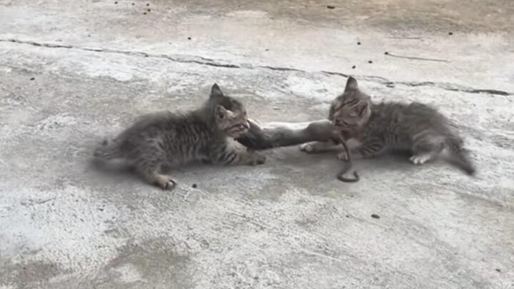 Kucing: Beritahu tikus rumah!