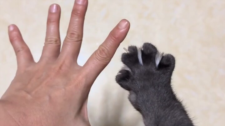 Teaching the Kitten to Make Its Paws Bloom