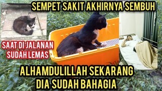 Kucing Lumpuh Berhari-Hari Di Jalanan Akhirnya Dapat Tempat Tinggal Bikin Nangis Part 2