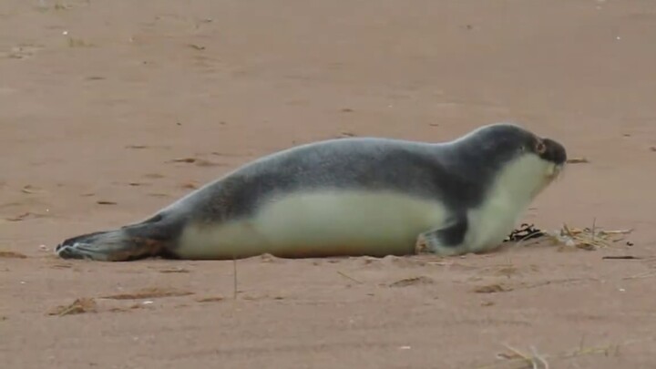 ลูกแมวน้ำ: ใครคือสัตว์พองๆ?