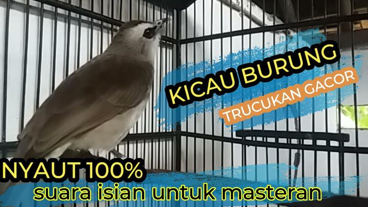 7800 Gambar Burung Trucukan Kartun HD
