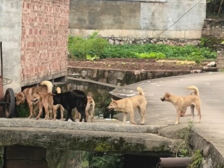 A Day in the Refined Life of a Rustic Village Dog