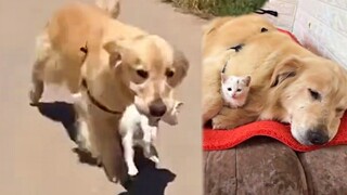 Kind Golden Retriever Saves And Brings Stray Kitten Home
