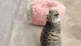 [Hewan]Kucing yang Tak Suka Ranjang Warna Pink