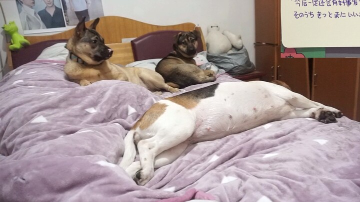 ماذا يفعل الكلب عندما تغفو؟ في الشتاء، مع وجود كلب يدفئ الفراش، لا تحتاج إلى وسادة التدفئة بعد الآن!