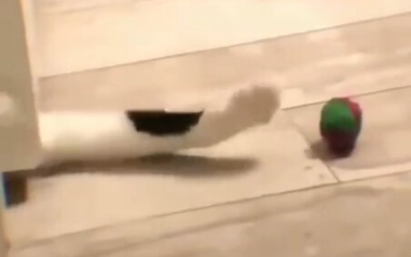 The cat has a soft heart!!! Meow!