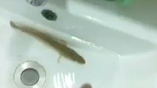 Awesome videos in the album