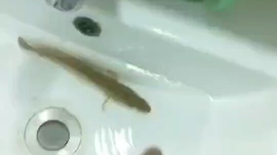 Awesome videos in the album