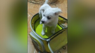 Cả nhà chào mừng e Bo đi ạ. cunyeucuadua yeucho yeuchomeo cún cúncon chó chómèo chócon chókhôn yeuchomeo chócute pet dog dogsoftiktok