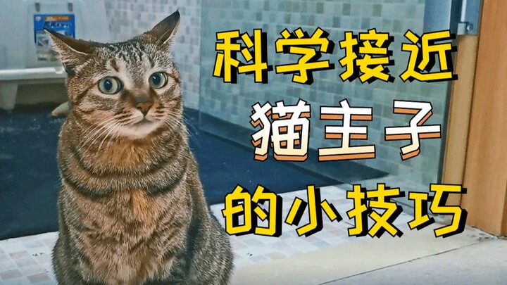 What if your cat ignores you? Learn the science-backed way to approach your feline friend! [Dr. Lin’