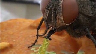 Animation: How Flies Eat