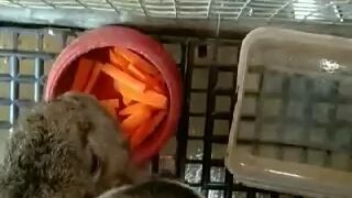 treats for my 🐇🐇