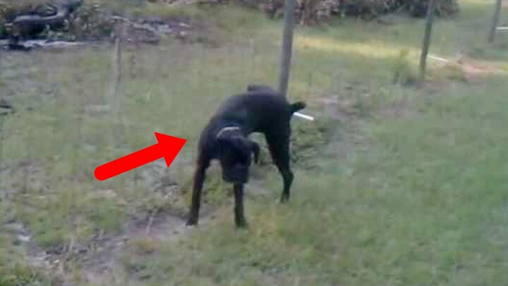 The story between dogs and the electric grid