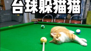 Haha, hôm nay Tiểu Quýt khá hài hước