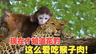 Baru tahu sekarang kalau macan tutul sangat suka daging monyet!