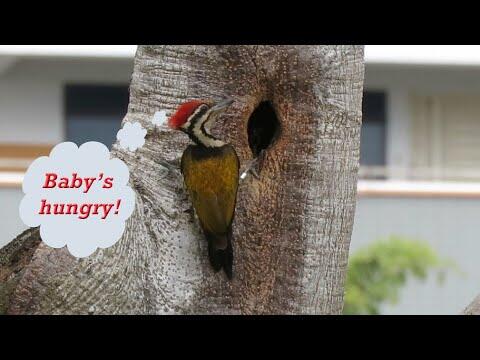 BABY WOODPECKER spotted being FED by Dad!