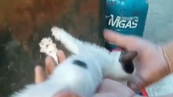 kawawang pusa hahahhahah