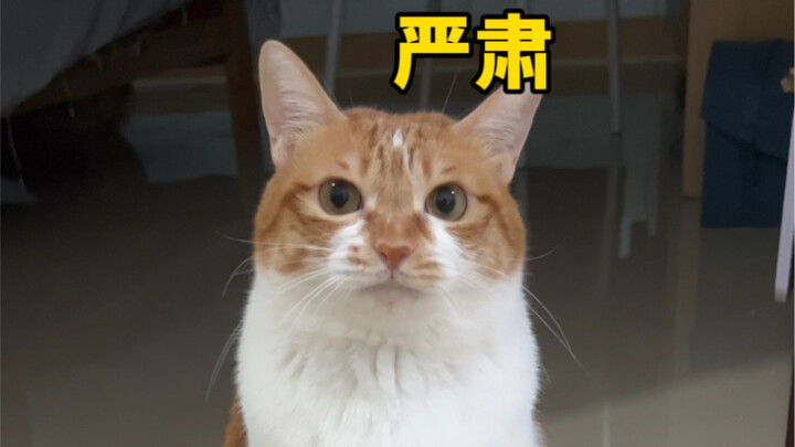 Anjing yang dibawa pulang badai untuk berlindung dari hujan ketahuan kucing kuning menyelinap makan 