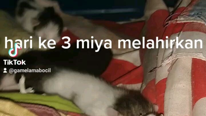 pantau anak2 kucing yg bru lahir