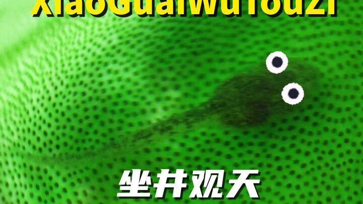 蝌蚪：每天都有外卖送上门