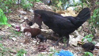 00343 BABY CHICKENS FEEDING ON FRESH COCONUTS