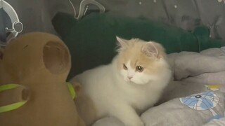 #นักศึกษา #กลับไปโรงเรียน #แมว #สัตว์เลี้ยง