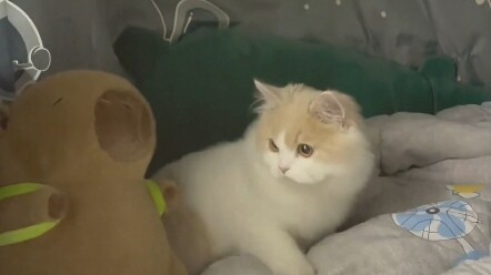 #CollegeStudents #BackToSchool #Cats #Pets