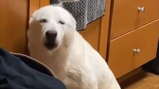 عندما يُقبض على الجرو وهو يفعل شيئًا سيئًا! لفتة واحدة من عينيه تفضحه، يا للهول، من الصعب حقًا على ا