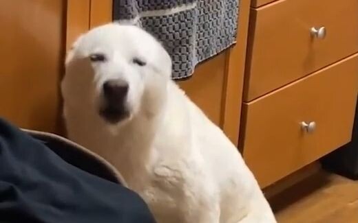 当小狗被抓到正在干坏事的表现！一个眼神就把自己出卖了，狗子真的很难撒谎呀！