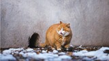 故宫干饭橘猫——帕帕