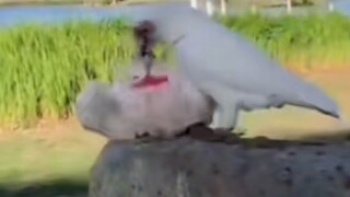 ???