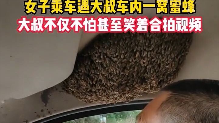 女子乘车遇大叔车内一窝蜜蜂，大叔不仅不怕甚至笑着合拍视频