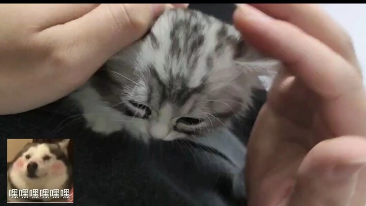 Aku juga punya kucing sekarang!!!! Aaaah dia lucu banget!! Kok bisa ada kucing yang se-lucu itu?