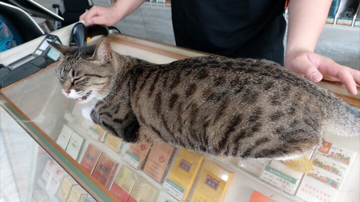  Kucing pencuri di toko yang menjulurkan kepala untuk dielus-elus lagi
