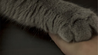 Kucing cakar di atas