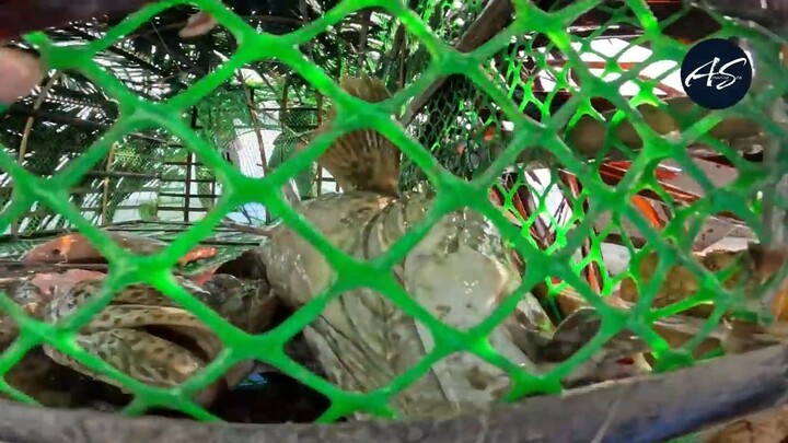 Ayos! Tiba-tiba Nanaman Ang Pinakamalaking Trap. Jackpot!