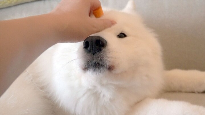 Sehari sebelum adik bayi lahir, permen jeli Samoyed tidak mau makan dan malah dimarahi; Mochi: “Saji
