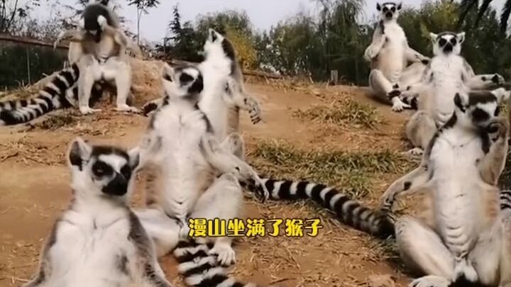 At the zoo, a lemur learned to meditate, and soon all the monkeys followed suit.