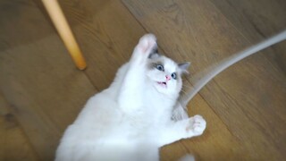 Menghangatkan! Seperti Apa Keseharian Kucing? - Edisi Sore Hari