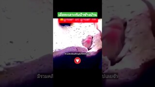 ^มีรวมคลิปเต็มชุดนี้กดดูลิงค์ด้านบนเลยจ้า^ เมื่อทะเลาะกับป้าข้างบ้าน