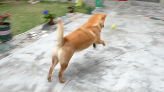 หนึ่งวันแห่งการมีวินัยของสุนัขพื้นเมืองอายุ 7 ขวบ (7)