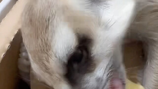 I was originally live-streaming Xiaoxiao, but the meerkat "invaded my home"!