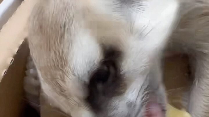 Đang livestream với Tiểu Hiểu thì bị cầy mangut "đánh úp" mất rồi