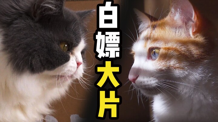 【夺宝奇喵1】童年经典翻拍了，演员竟然全是猫
