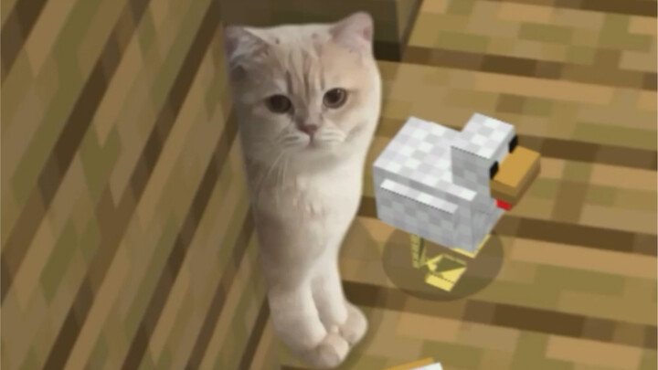 What Happens When I Let Yoyo Help Me Raise Chickens?