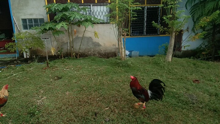 stags from little backyard