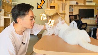 When I visited the cat's adoptive family, they called me a scoundrel! Who is the kitten's biological
